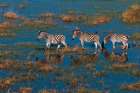 Aerial view of plains zebras walking in an Okavango flood plain Okavango Delta-Botswana Art Print